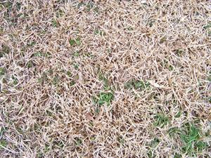 turf